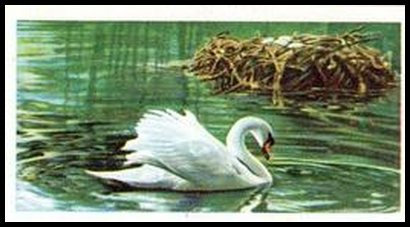 1 Mute Swan